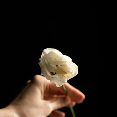 A delicate white flower held by a hand against a dark backdrop, showcasing its elegance.