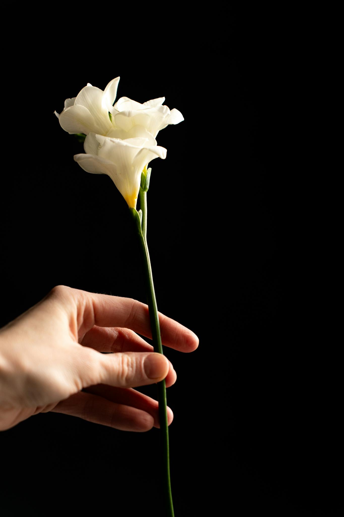 Hand holding an elegant white lisianthus flower — part of Valentine’s Day flowers Singapore collection